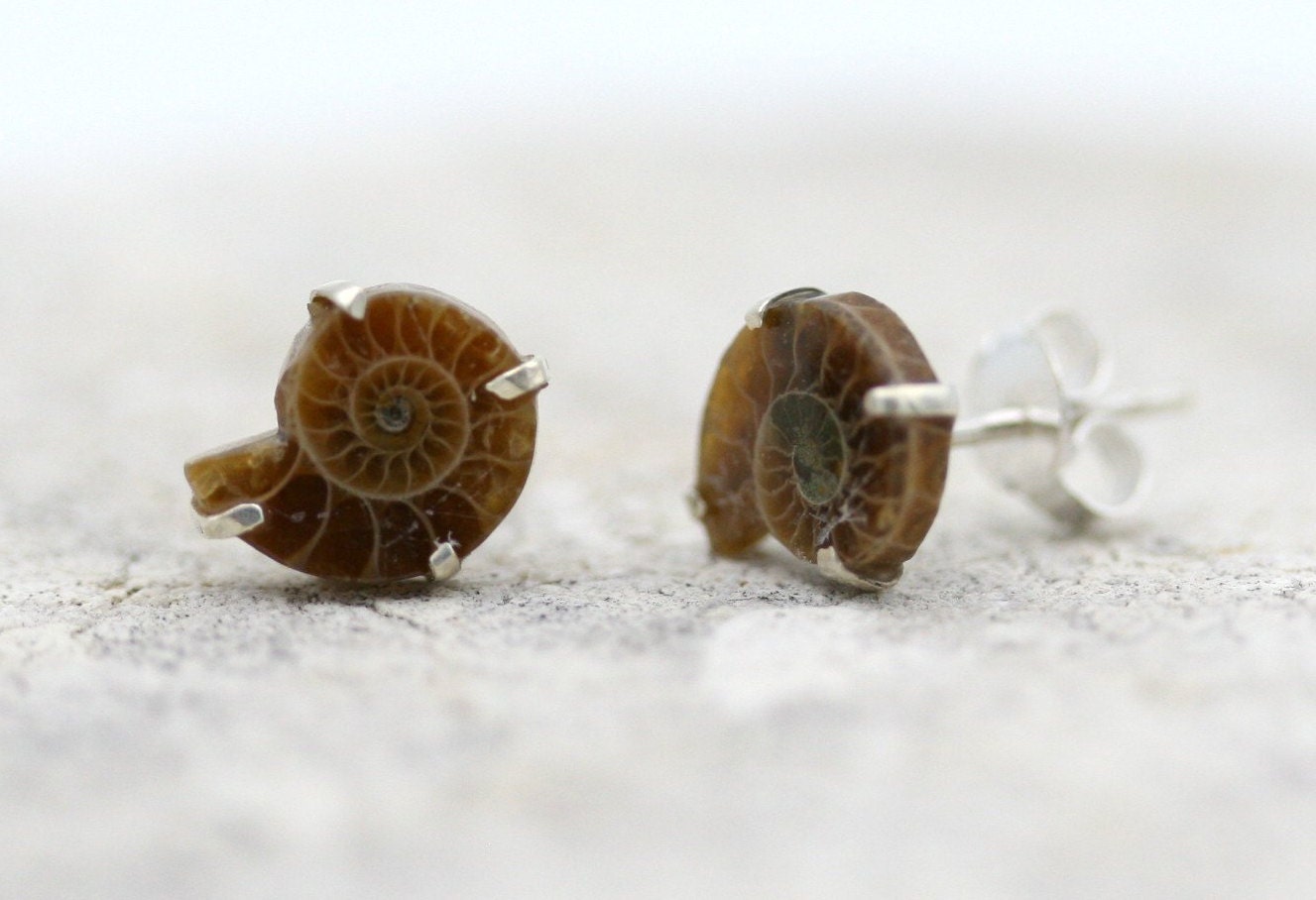 Ammonite Stud Earrings