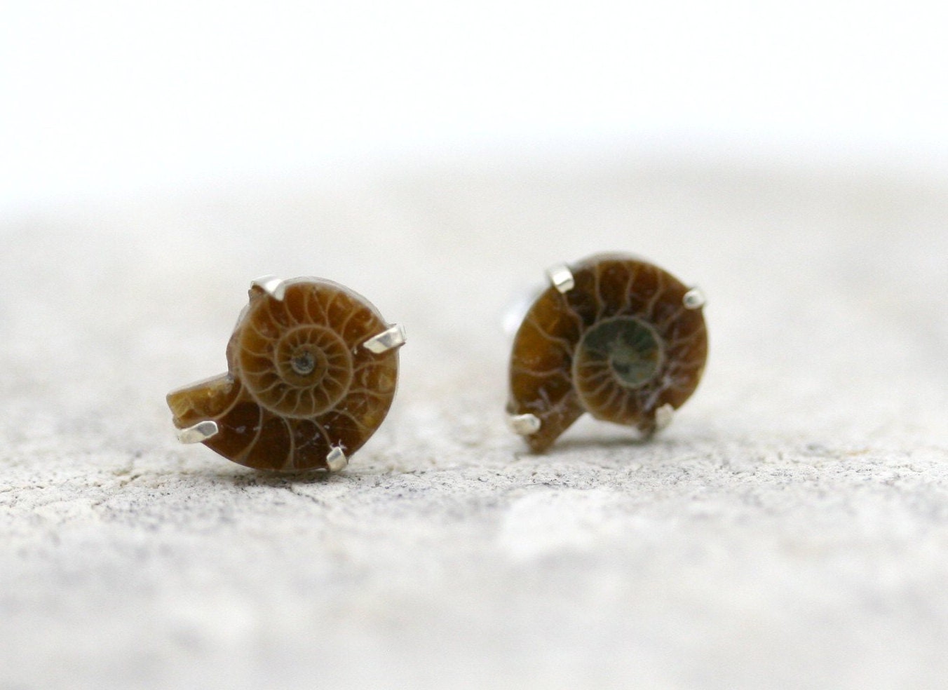 Ammonite Stud Earrings