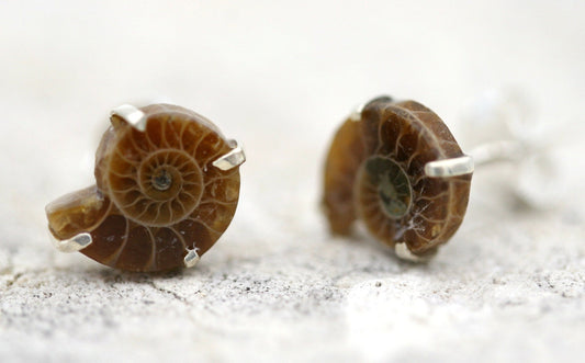 Ammonite Stud Earrings